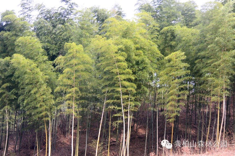 在黄柏山,沿途不可错过的绝美风景_黄柏山旅游区_新浪