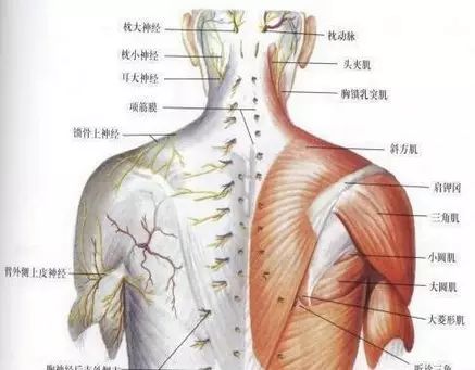 养生，从肩颈疏通开始！(图2)