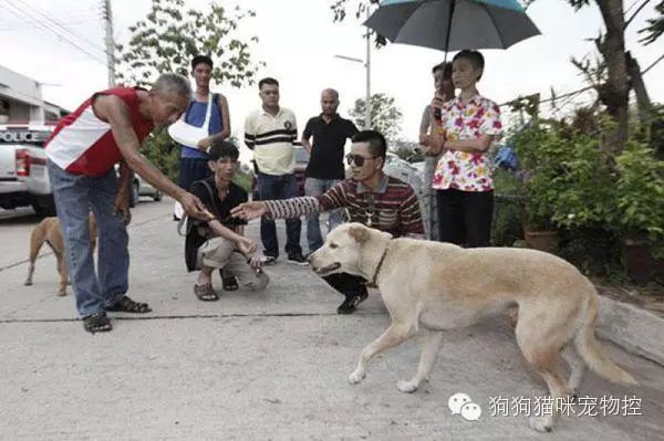 流浪狗勇斗恶犬救下弃婴，感谢善良的狗狗！ - 3