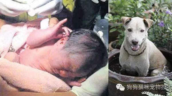 流浪狗勇斗恶犬救下弃婴，感谢善良的狗狗！ - 2