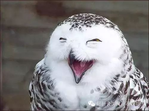 郭德纲”挤兑死人不带脏字 ——哈哈哈