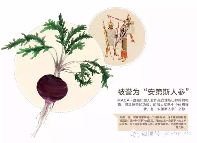 二胎全面放开后,玛咖助你摆脱不孕不育烦恼-怀孕期