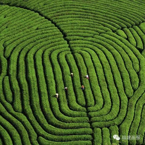 武夷山最美茶园