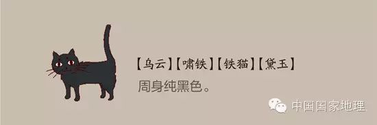 中国古人"相猫术".