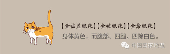 中国古人"相猫术".