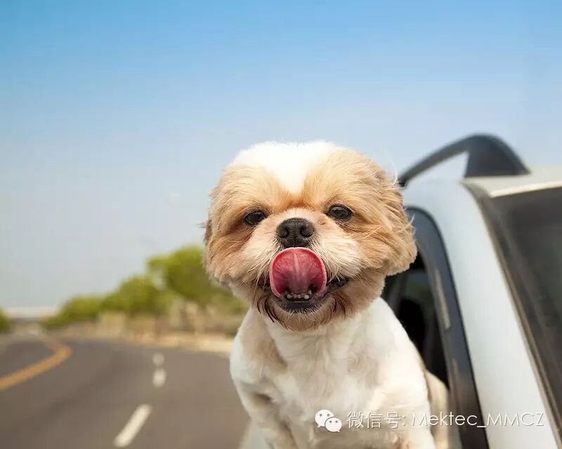 【紫翔之声】让我们的耳朵一起“怀孕”吧!-怀孕期