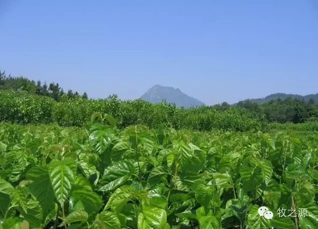 牧之源一周猪闻联播—美国:提高豆粕用量有助于对抗仔猪蓝耳病毒