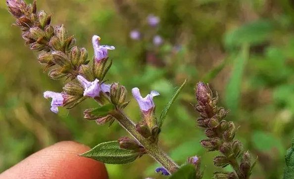 雪见草荆芥(九层塔)——罗勒河南一带所说的蔬菜"荆芥",并非植物学上