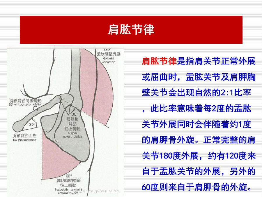 转载肩关节活动受限的肌骨徒手处理策略