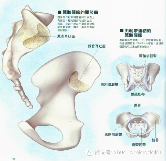 骶尾关节:骶骨和尾骨的结合处,一般融合为一体.