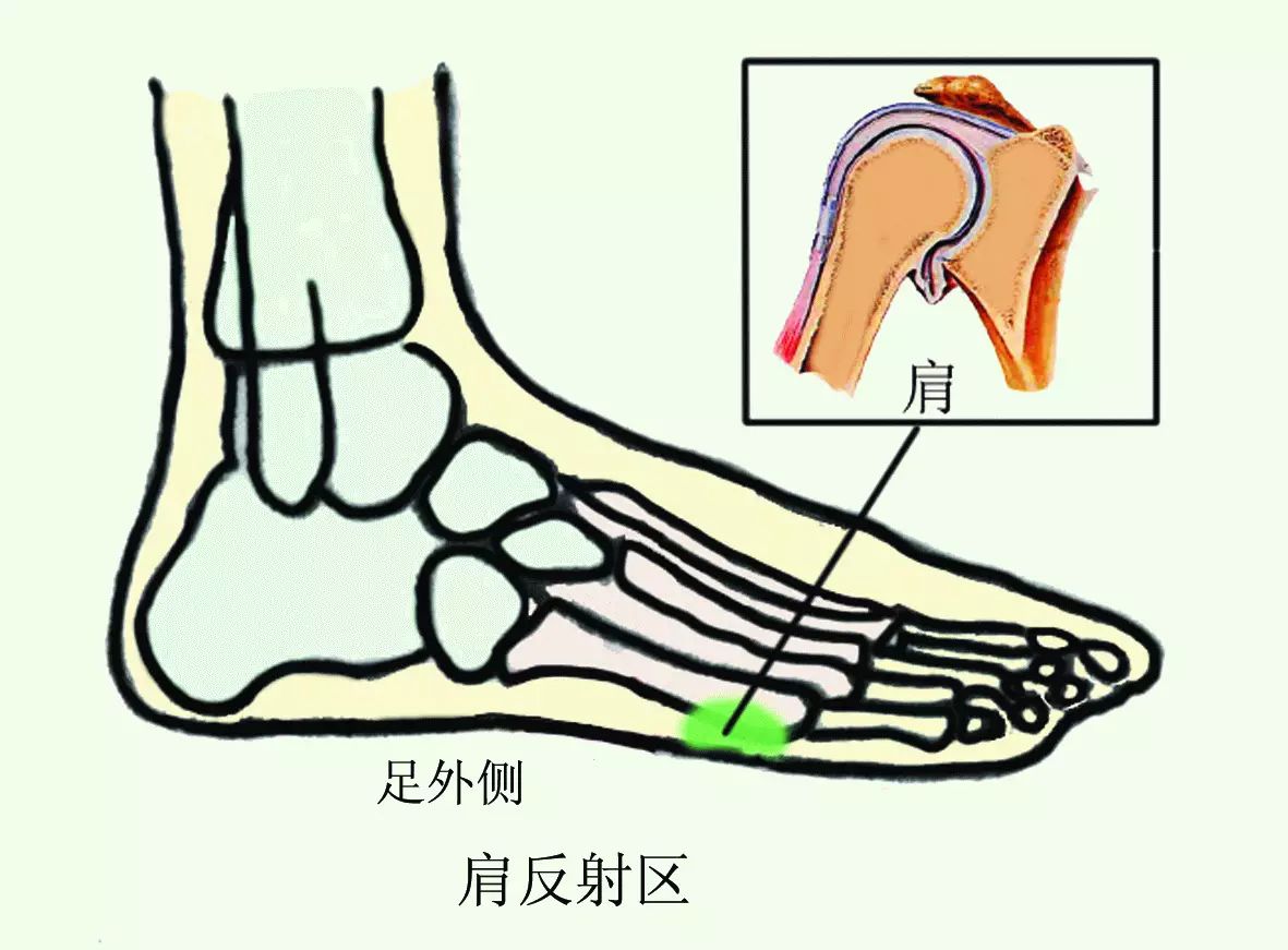 示指弯曲,以示指近侧指骨间关节顶点施力按压,力度以反射区产生酸痛为