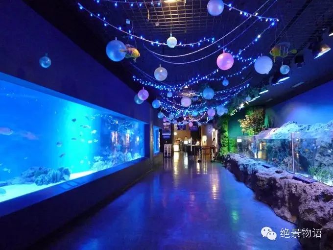 今夏日本最有人气的水族馆top