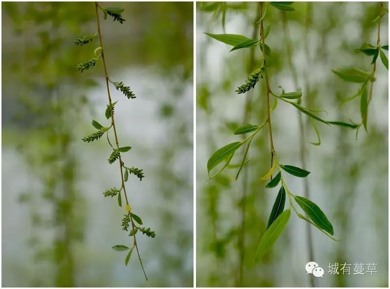 柳树自己也在开花,低调的柔荑花序