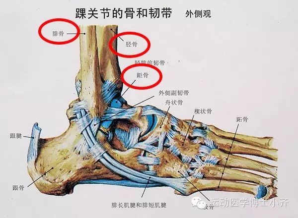 脚踝即通常说的踝关节,学名叫距小腿关节,由 小腿的两根骨头(胫骨和