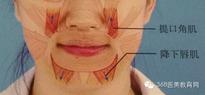 2, 降下唇肌(depressor labii inferioris) 主要功能:下降口角及