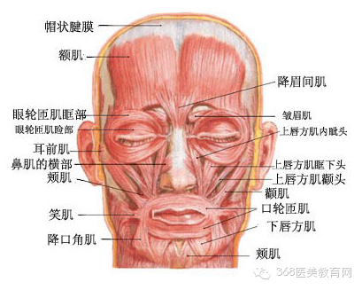 一,鼻周围肌