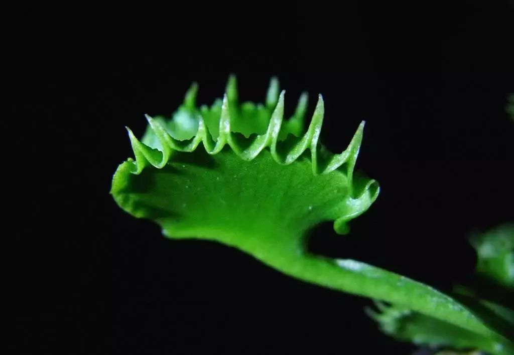 捕蝇草