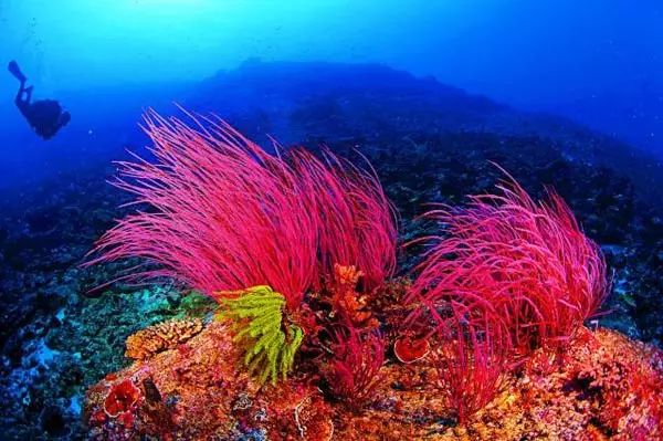 西沙群岛下,两小丛红色的珊瑚 此外,肖杰在今年3月曾透露,三沙市的