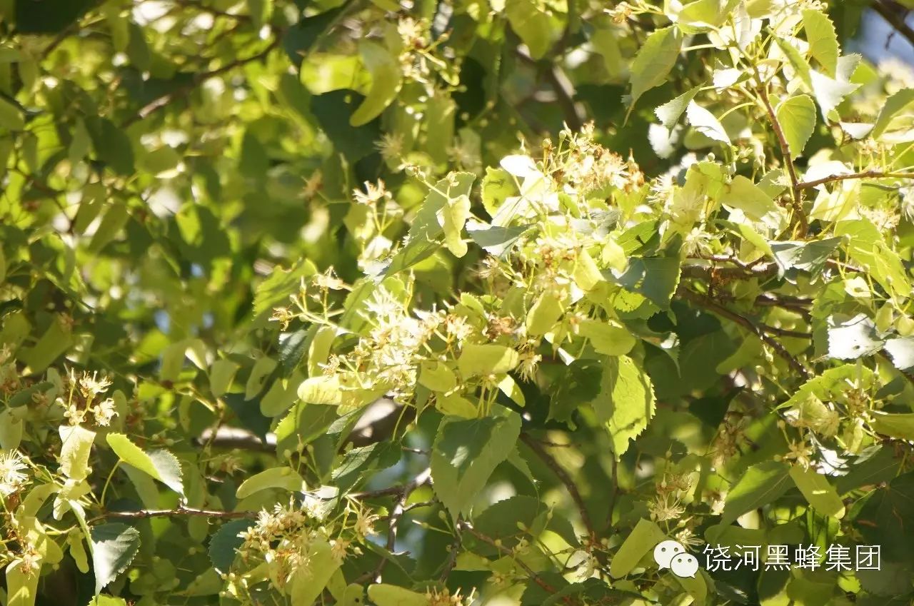 椴树蜂蜜东北特有蜜种深受欧洲人喜爱