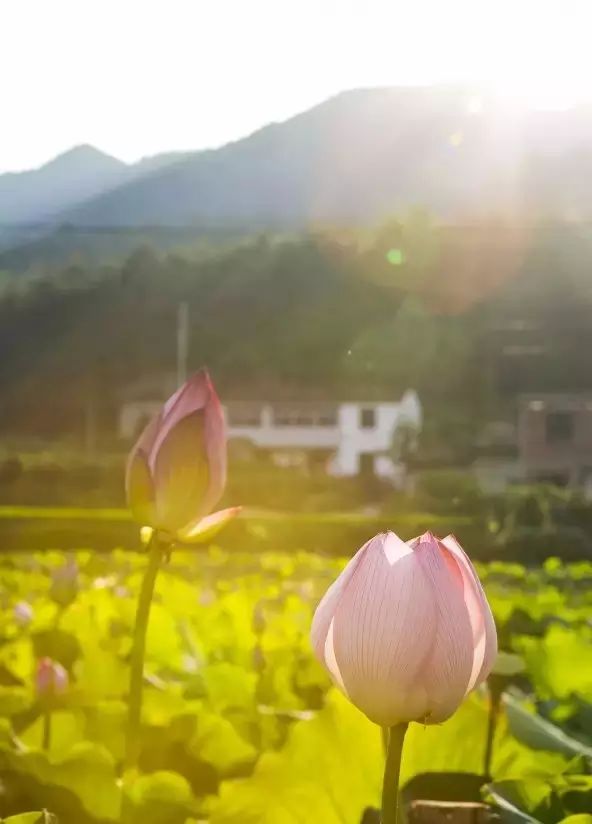 门 当你走过绿藻缠生的田埂,一田又一田的荷,花骨朵傲娇地探过头