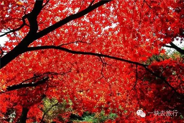 四川最美的15個紅葉區，一到秋天就燃成一片片紅海！ 旅行 第25張