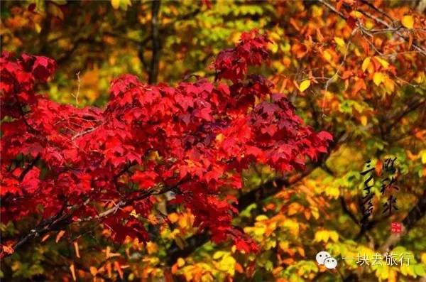 四川最美的15個紅葉區，一到秋天就燃成一片片紅海！ 旅行 第50張