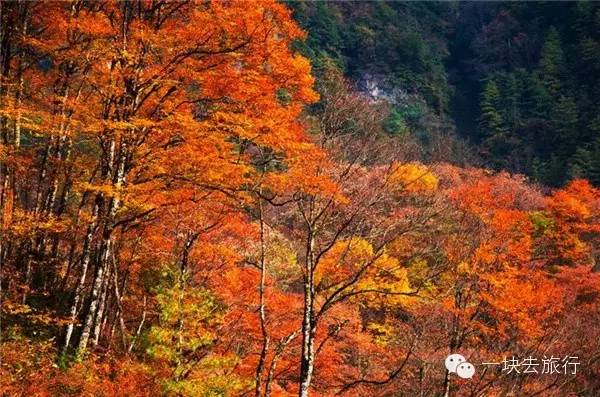 四川最美的15個紅葉區，一到秋天就燃成一片片紅海！ 旅行 第87張
