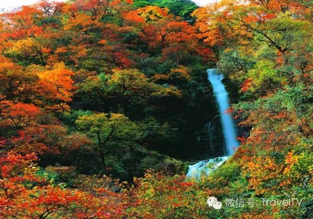 四川最美的15個紅葉區，一到秋天就燃成一片片紅海！ 旅行 第81張