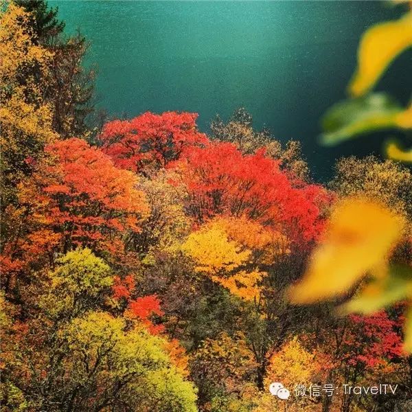 四川最美的15個紅葉區，一到秋天就燃成一片片紅海！ 旅行 第70張