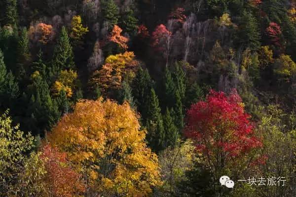 四川最美的15個紅葉區，一到秋天就燃成一片片紅海！ 旅行 第77張