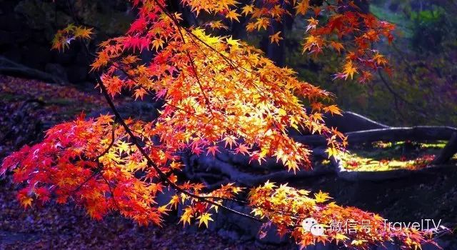 四川最美的15個紅葉區，一到秋天就燃成一片片紅海！ 旅行 第49張