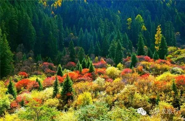 四川最美的15個紅葉區，一到秋天就燃成一片片紅海！ 旅行 第74張