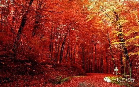 四川最美的15個紅葉區，一到秋天就燃成一片片紅海！ 旅行 第24張