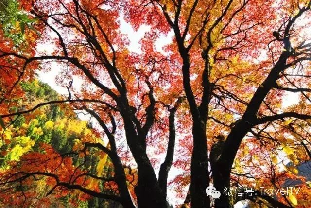 四川最美的15個紅葉區，一到秋天就燃成一片片紅海！ 旅行 第59張