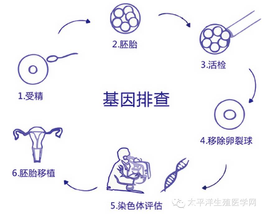 中国二胎政策开放与美国PFI染色体(XY/XX)选择服务-怀孕期