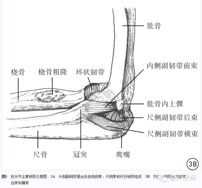 肱尺关节屈伸范围在0°～140°之间.