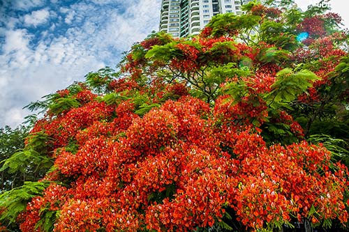 深圳花海太漂亮啦炫目的凤凰花开你可见过