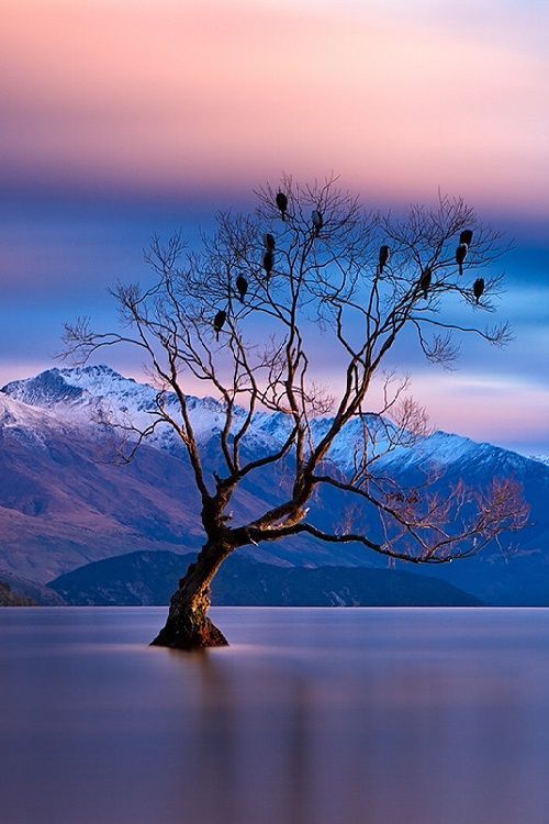 这世上有一种美叫：新 · 西 · 兰（多图）