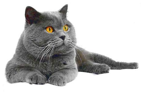 电影里那些猫一样的女人们