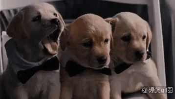 打哈欠真的会传染-来自微信公众号爆笑gif搞笑图-.