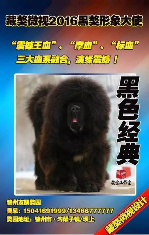 【藏獒微视头条】黑獒选择:搜锦州友朋【黑色经典】!财富太抢手!