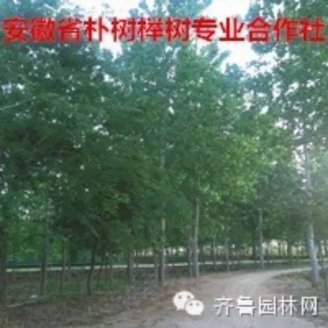 热烈庆祝“安徽省朴树榉树专业合作社”入驻齐鲁园林网