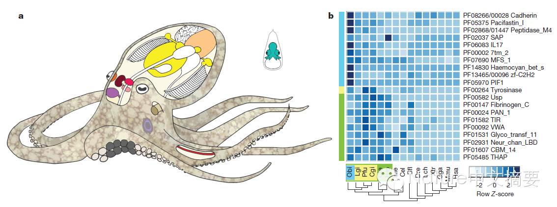nature封面:章鱼基因组测序