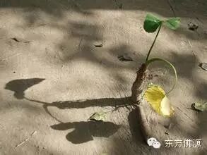 [空明道书院]体会中庸  审问抉择,正心明道(30)