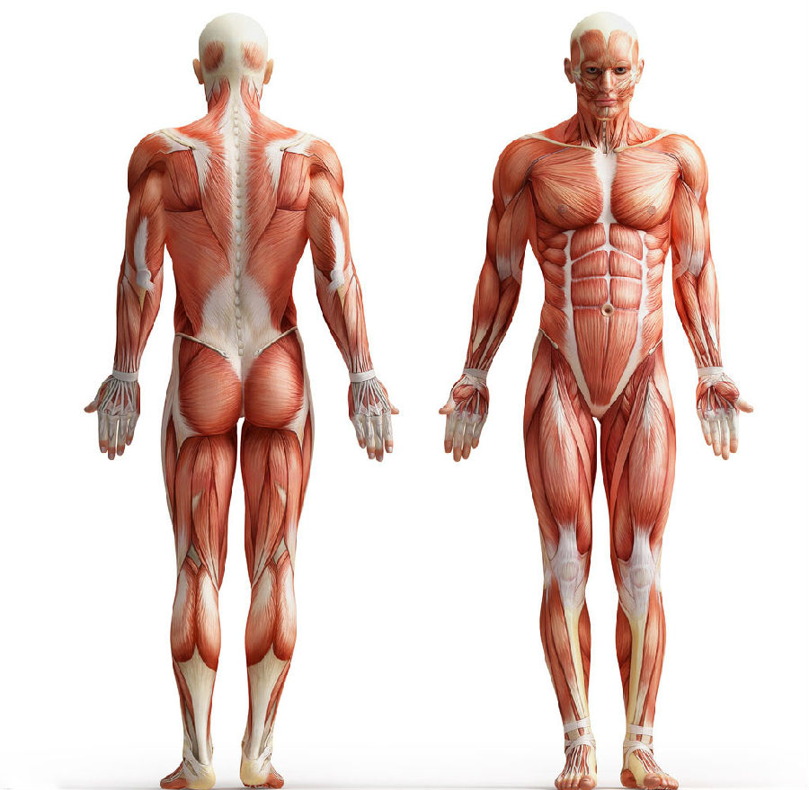 3,步行能增强肌肉力量,强健腿足,筋骨,并能使关节灵活,促进人体血液