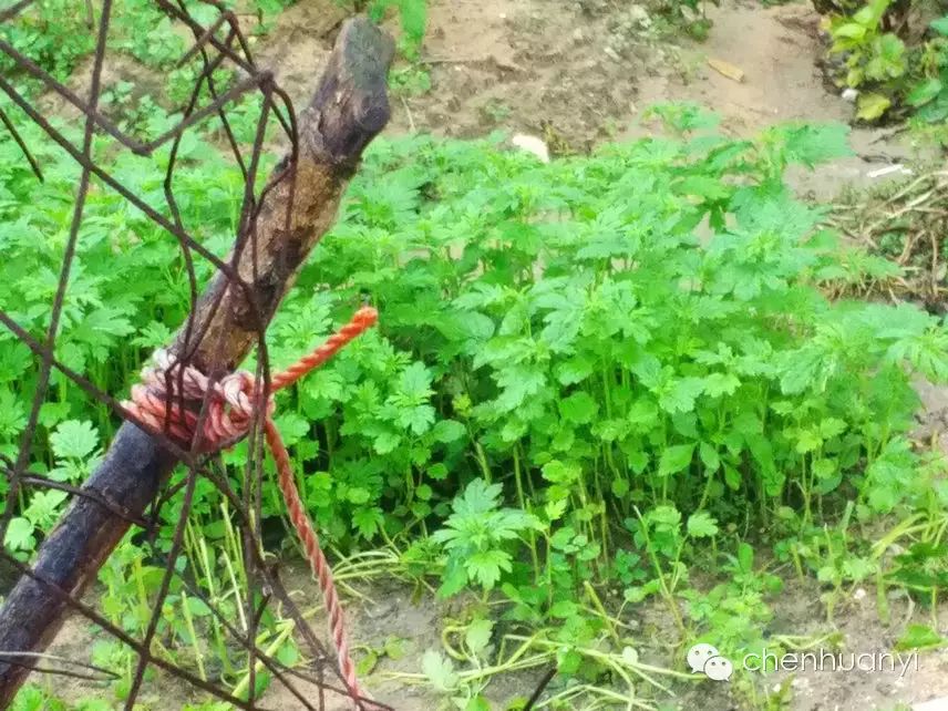 在田心,益母草,乌点规,猪肝菜,野葛菜,枸杞菜,其叶子,均被作为