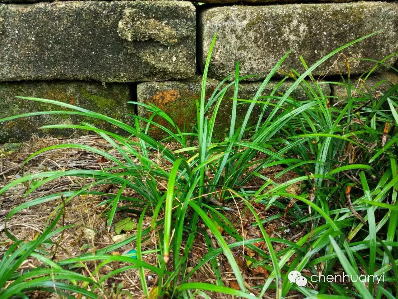 潮汕常见植物《田心街巷田野植物100种》名称和功效