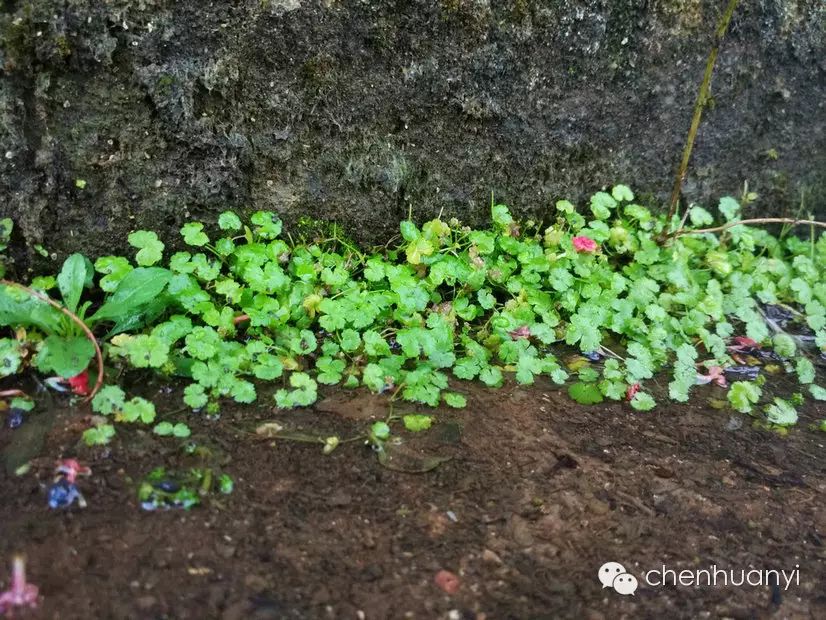 潮汕常见植物《田心街巷田野植物100种》名称和功效