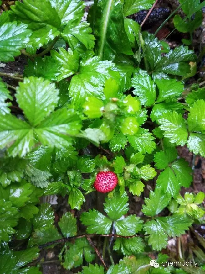 潮汕常见植物《田心街巷田野植物100种》名称和功效