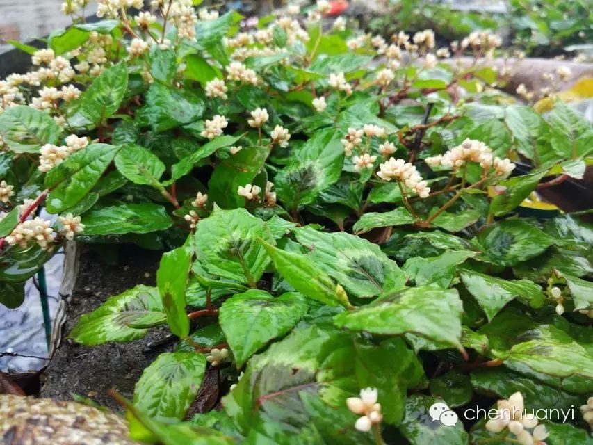 潮汕常见植物《田心街巷田野植物100种》名称和功效